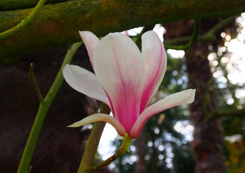 Elégante fleur de magnolia