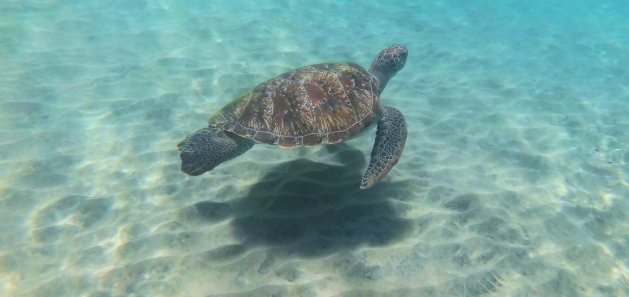 tortue-anse-dufour