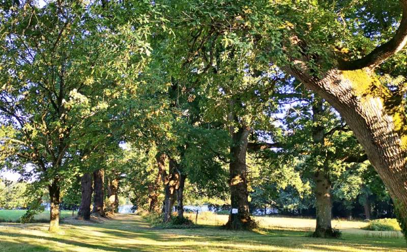 La grande allée d'arbres centenaires