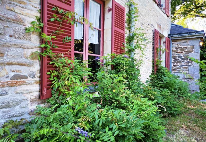 Les glycines courent sur la pierre